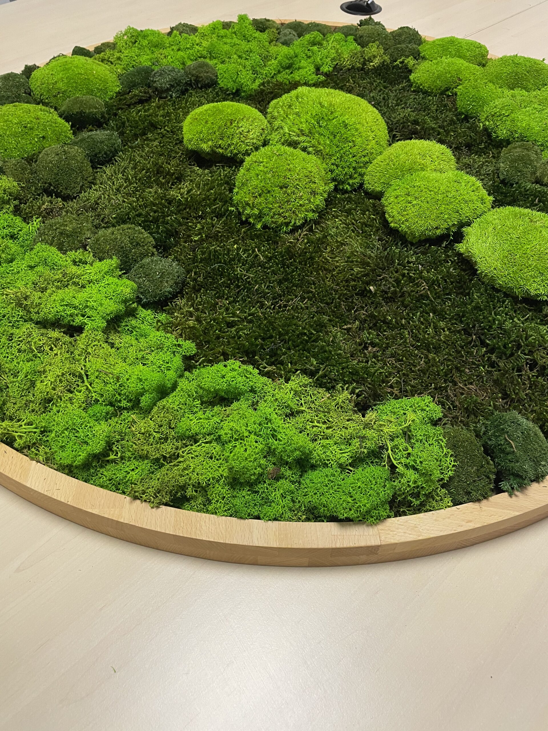 Xanadu Green Moosbild nah Ansicht 2 Xanadu Green Moosbild nah Ansicht 2