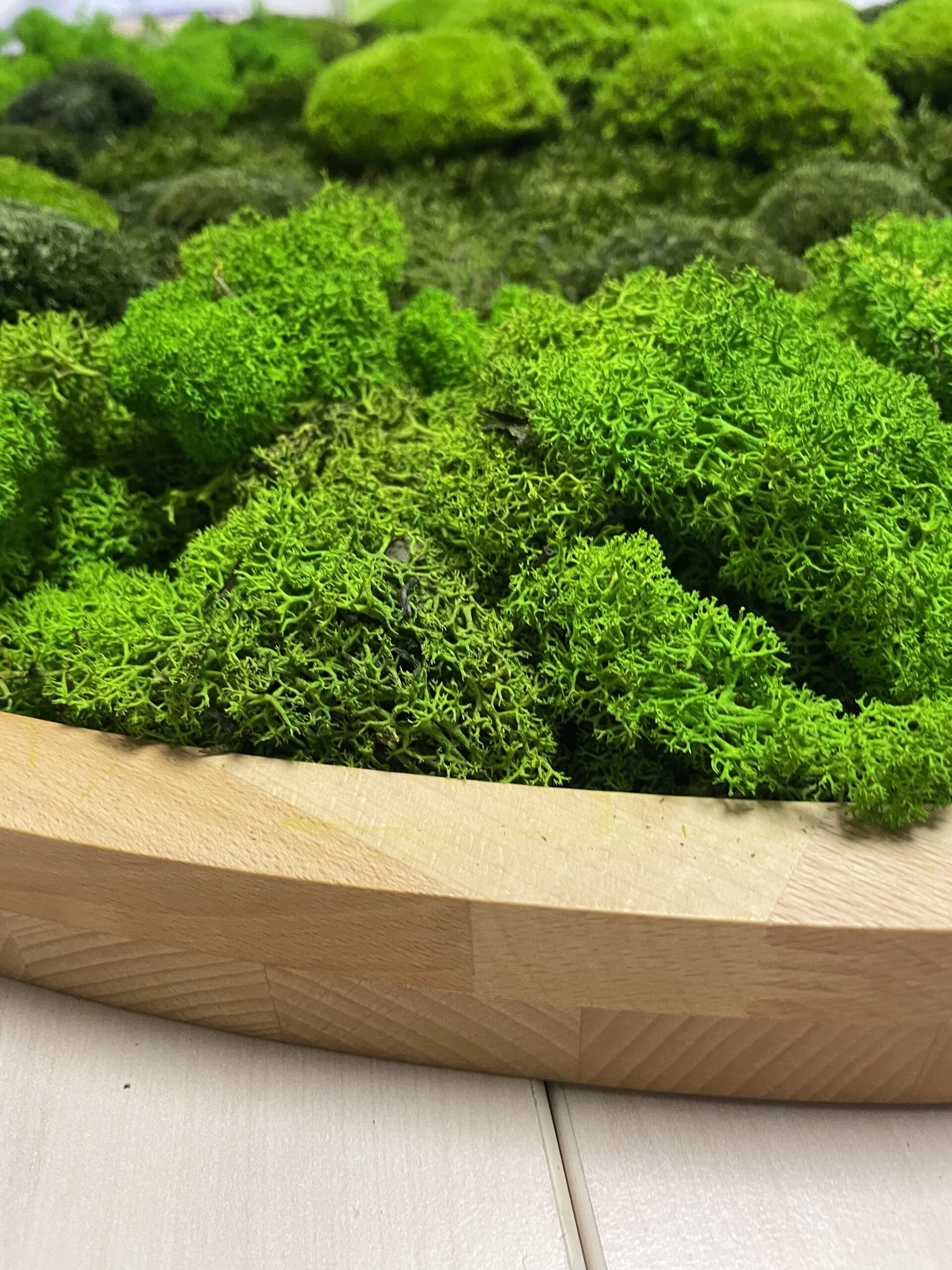 Xanadu Green Moosbild nahaufnahmen von rahmen und moos